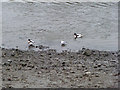 Bow Creek birds