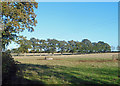 Trees at Waterperry Common