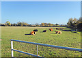 Farmland at Oakley