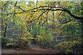 Autumn in Drumsmittal Wood