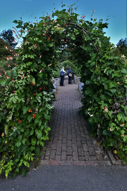 Rosemoor Rhs Garden Bean Arch In The Michael Garlick - 