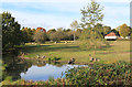 Pond between the houses