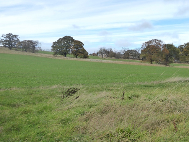 Fields south of Lanchester