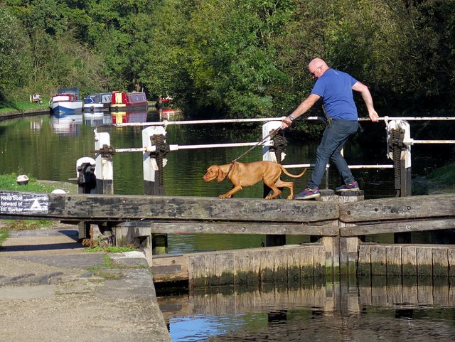 Cautious crossing at Denham Lock