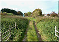 Farm Track Near Bedale