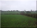 Grazing and hedgerow, Thorpe Green