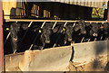 ST2531 : Cattle at Clavelshay by Derek Harper