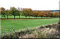 Autumn Near Low Newbiggin