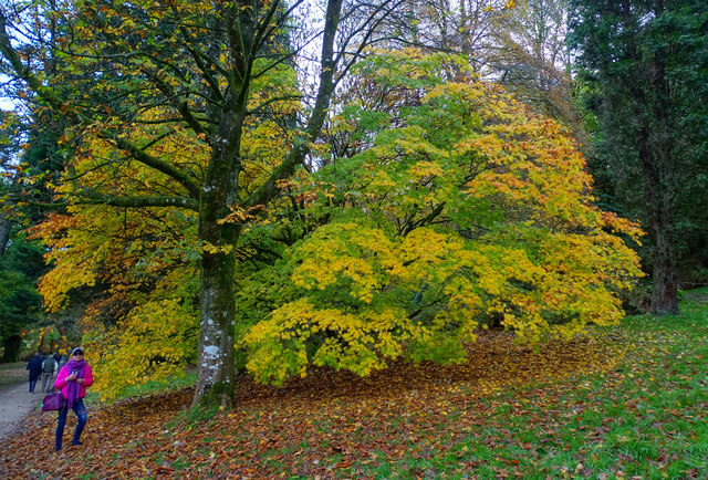 Maple and another tree, Stourhead
