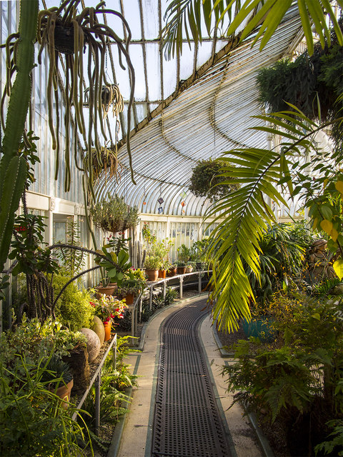 Inside the Palm House, Belfast © Rossographer cc-by-sa/2.0 :: Geograph ...