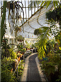J3372 : Inside the Palm House, Belfast by Rossographer