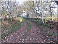 Barriered woodland track near Pond Croft