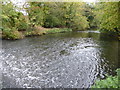 Weir on the River Colne