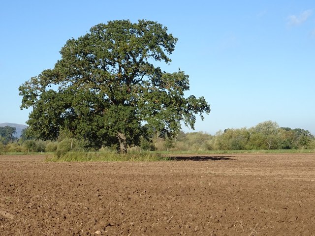 Oak tree in a ploughed field