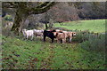 Cattle, Eskermore