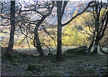 SH7257 : Coed ar lan Afon Llugwy / Trees along Afon Llugwy by Ceri Thomas