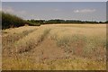 Barley field, Tetchill