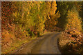 NH2925 : Autumn Colours on Road at Guisachan, Highlands by Andrew Tryon