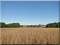 Arable farmland at Hall Farm, Illington