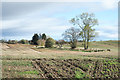 A few trees in a stubble field