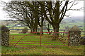 Gate and round stone pillars, Eden Fore