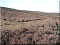 SO2727 : Mown heather alongside the path from Bal Bach by Christine Johnstone