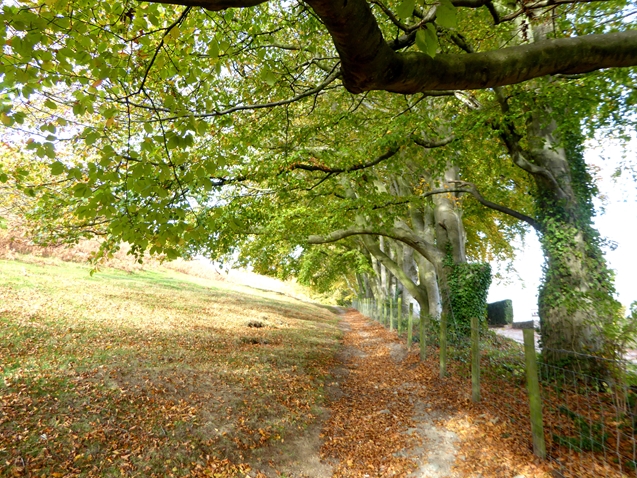 Bridleway under the beech trees