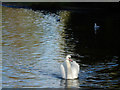 The pond - Pinner Memorial Park