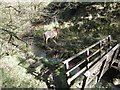 Footbridge near Trawden