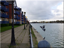 SD5129 : Albert Edward Dock by Thomas Nugent