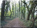 Path through Rough Wood