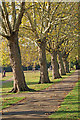 Hornsey : London Plane trees, Priory Park