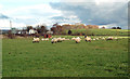 Farmland Near Gatehead