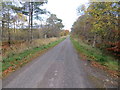 Minor road passing Fortry Wood