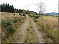 Forest track on the Hill of Summertown