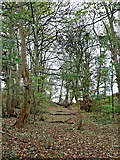 SO8681 : Waymarked woodland path east of Caunsall in Worcestershire by Roger  D Kidd