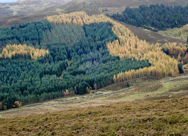 Coniferous plantation on north side of Meall Mòr