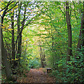 Autumn Colours in Blakes Wood, Little Baddow