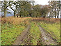 Tree-lined track to Newtongarry Hill