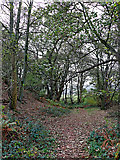 SO8681 : Woodland in the Fairy Glen near Caunsall, Worcestershire by Roger  D Kidd