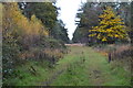 View into forestry plantation, North Ripley