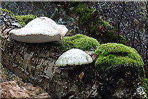 NJ0224 : Bracket Fungus by Anne Burgess
