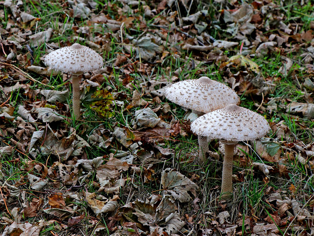 Parasol mushrooms near Iverley in... © Roger Kidd :: Geograph Britain ...