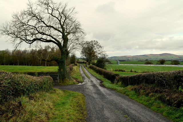 Bare tree and lane © Kenneth Allen :: Geograph Ireland