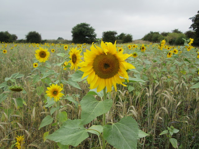 Sunflowers  and  Barley