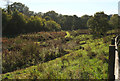 Green open space by Centenary Way