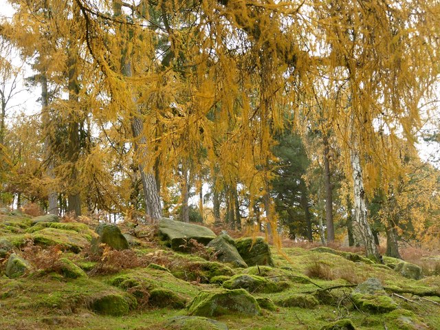 Mossy rocks and Autumn leaves