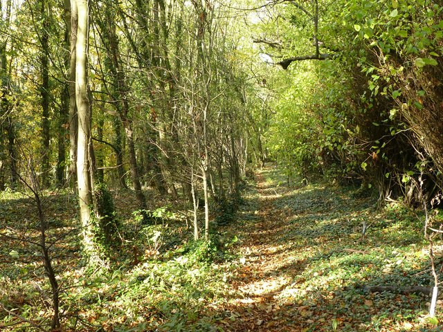 Woodland walk near Watnall