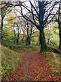 Woodland footpath strewn with beech leaves