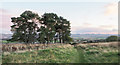 Clump of trees alongside path on Hill of Alyth